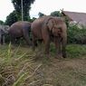 10 Gajah di BNWS Padang Lawas Kurus karena Malanutrisi, 4 Ekor Mati 
