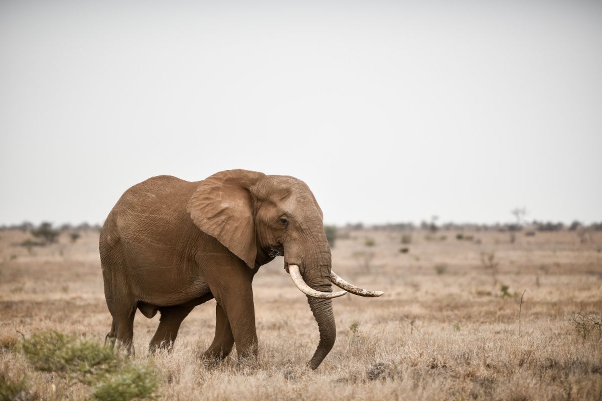 Foto yang menunjukkan telinga gajah Afrika besar