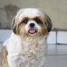 12 Ras Anjing dengan Umur Terpanjang