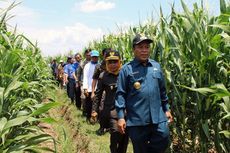 Genjot Produktivitas Jagung, Lamongan Optimalkan Penggunaan Pupuk