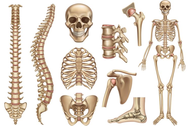 Ilustrasi tulang manusia. Banyak fungsi tulang manusia bersifat viital.