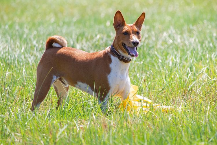 Ilustrasi ras anjing Basenji. 