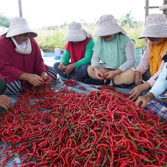 Cabai merah hasil panen kelompok tani di Bangka Tengah, Kepulauan Bangka Belitung, Kamis (7/12/2023).