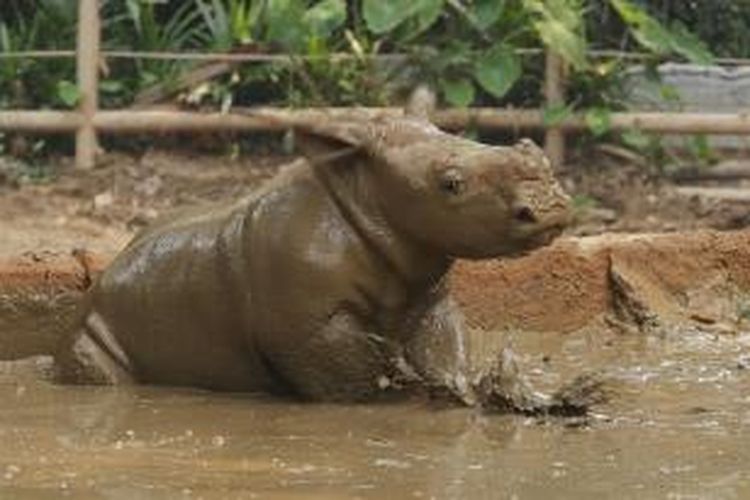 Contoh Binatang Yang Berendam Dalam Lumpur