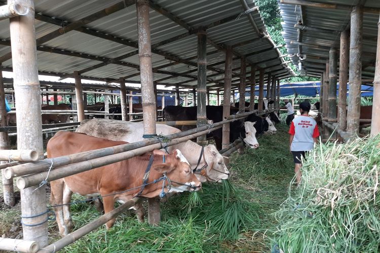 Ternak sapi milik warga Kalitengah Lor saat berada di barak khusus ternak Glagaharjo, Cangkringan, Sleman.
