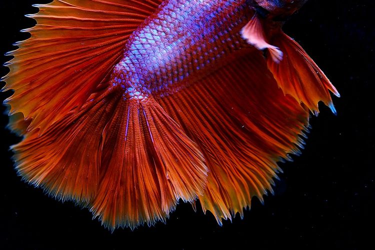 Ilustrasi ikan cupang. 