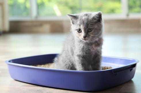 Simak, Cara Melatih Anak Kucing Buang Air di Kotak Pasir