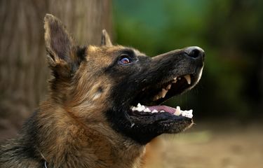 5 Hewan yang Memiliki Penciuman Tajam, Ular hingga Anjing Halaman ...