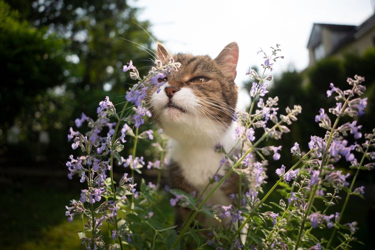 Ilustrasi kucing mencium tanaman catnip.