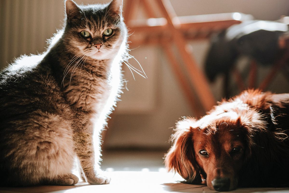 Ada usaha yang bisa dilakukan pemilik hewan peliharaan untuk menolong anjing atau kucing mereka dari masalah obesitas yang bisa mengancam kesehatan.