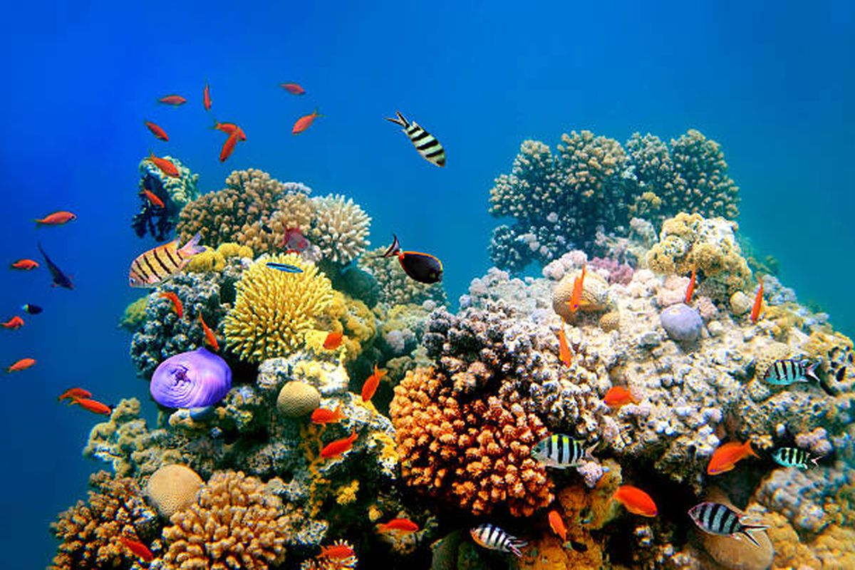 ilustrasi mengenal fungsi utama terumbu karang.