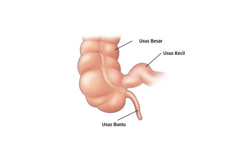 Terungkap, Alasan Sebenarnya Manusia Harus Punya Usus Buntu