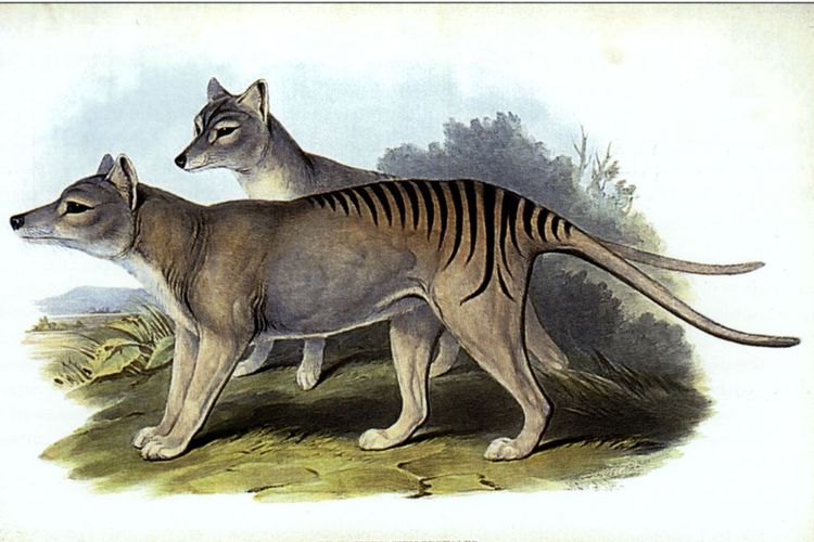 Ilustrasi Harimau Tasmania (Tasmanian Tiger). Ilmuwan berencana membangkitkan kembali spesies Harimau Tasmania (Thylacinus cynocephalus) yang telah dinyatakan punah sejak tahun 1936 atau hampir 100 tahun.