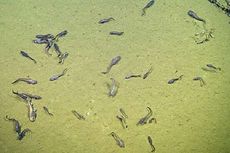 Peneliti Temukan Ikan yang Hidup di Perairan Minim Oksigen