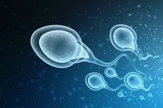 4 Cara Meningkatkan Kualitas Sperma, Pria Wajib Tahu