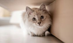 Benarkah Kucing Bisa Bantu Cari Temannya yang Hilang?
