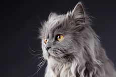 Mengenal Whisker Fatigue yang Terjadi pada Kucing