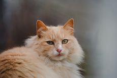 12 Fakta Menarik Kucing Anggora, Sudah Ada Sejak Abad ke-15