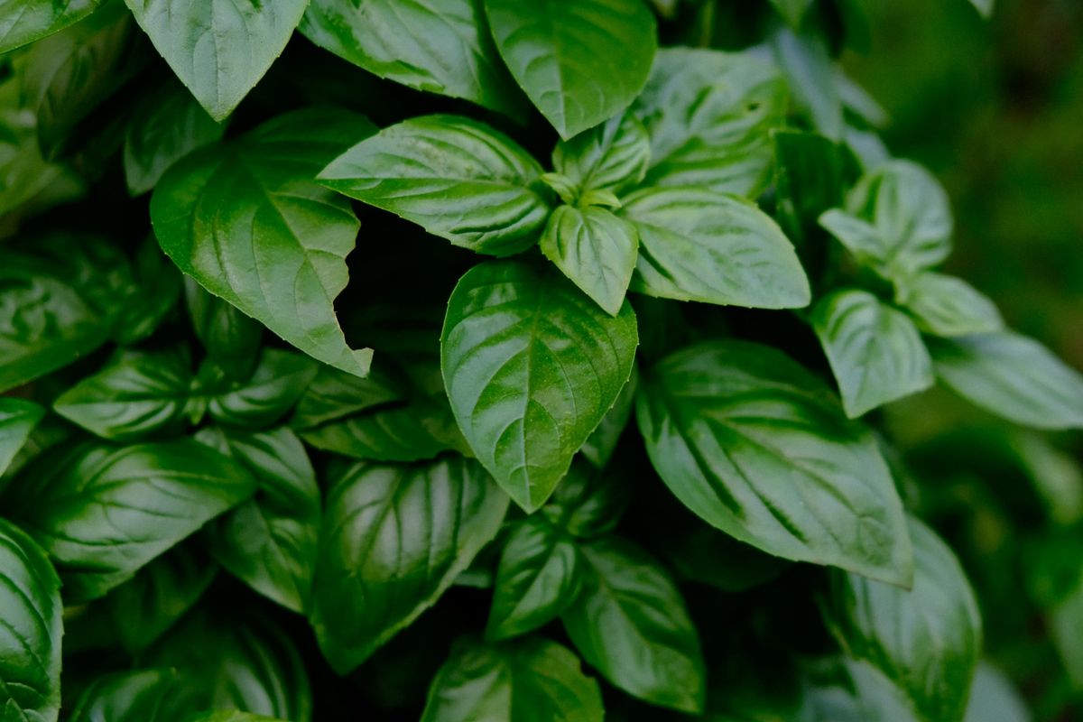 Kemangi adalah tanaman herbal yang mudah didapatkan dan baunya enak, tetapi tidak disukai lalat sehingga bisa dicoba sebagai cara mengusir lalat.