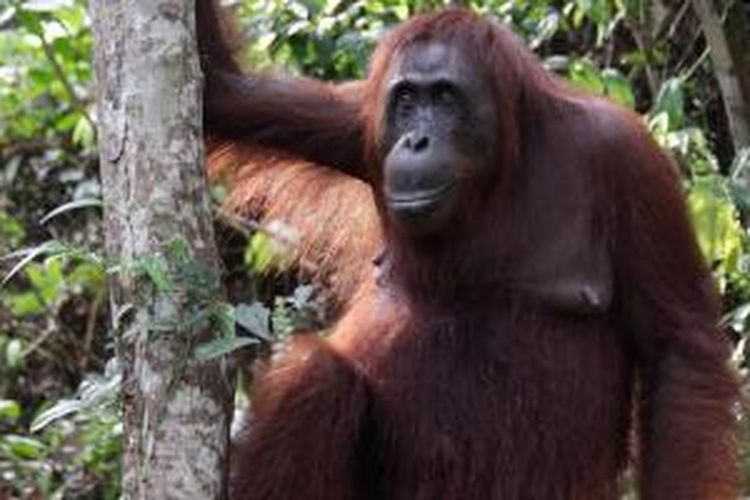 Orangutan di Taman Nasional Tanjung Puting, Kalimantan Tengah, Selasa (26/11/2013).