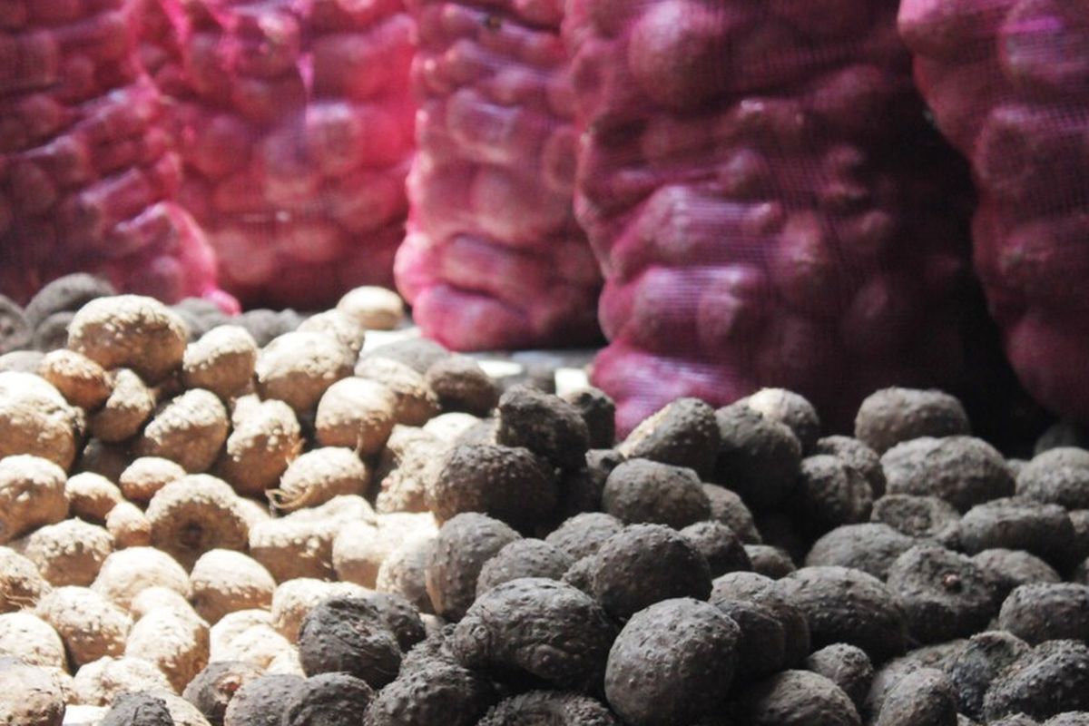 Hasil panen tanaman porang di Kabupaten Cianjur, Jawa Barat.