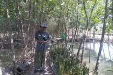 Kisah Sururi Tanam Puluhan Hektar Mangrove agar Tempat Tinggalnya Aman dari Rob