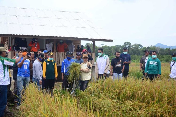 Di tengah merebaknya wabah Virus Corona atau Covid-19 dan ancaman keterbatasan bahan pangan di sejumlah daerah, Pemerintah Kabupaten Lingga, Provinsi Kepulauan Riau (Kepri) berbangga hati karena sudah bisa menghasilkan bahan pangan sendiri.