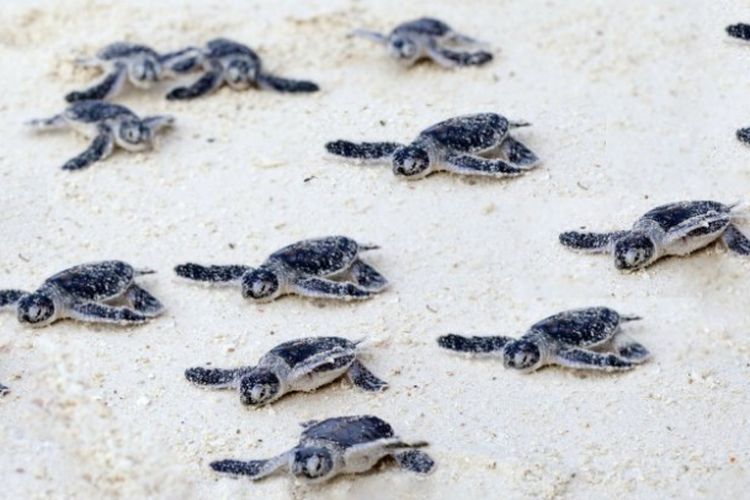 Tempat Penyu Bertelur, Pulau Tak Berpenghuni di Maluku Bakal Dijadikan Kawasan Konservasi