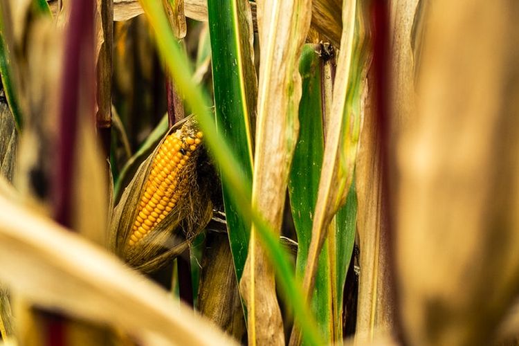 ilustrasi penyakit pada tanaman jagung