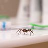 Cara Singkirkan Laba-laba Beserta Jaringnya dari dalam Rumah