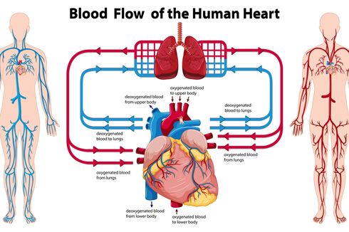 Mengenal Organ Peredaran Darah Manusia beserta Fungsi dan Sistemnya