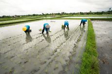 Antisipasi El Nino, Kementan Dorong 4 Kabupaten Ini Percepatan Tanam Padi