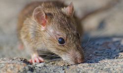 WHO Selidiki Risiko Hantavirus Menular Antar Manusia, Apakah Mengulang Pandemi Covid-19?