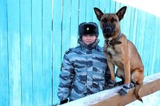 Rusia dan Korea Selatan Kembangkan Anjing Tentara untuk Perang?