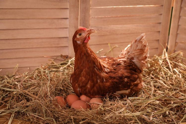 Ilustrasi ayam, hewan yang bereproduksi dengan cara bertelur atau ovipar.