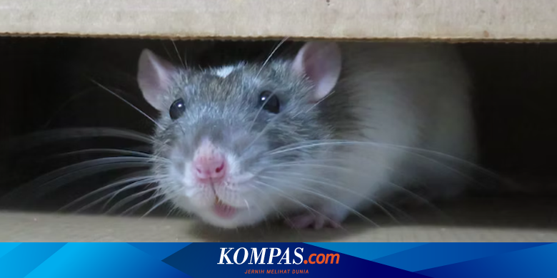 マウスは彼の口ひげの声に耳を傾け、生き残る