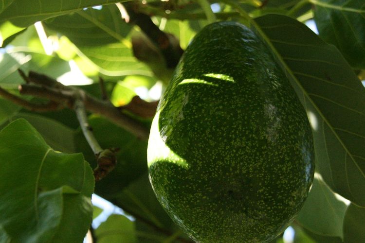 Ilustrasi buah alpukat di pohon, pohon alpukat, menanam alpukat.