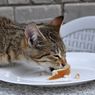 15 Makanan yang Tidak Boleh Dimakan Kucing