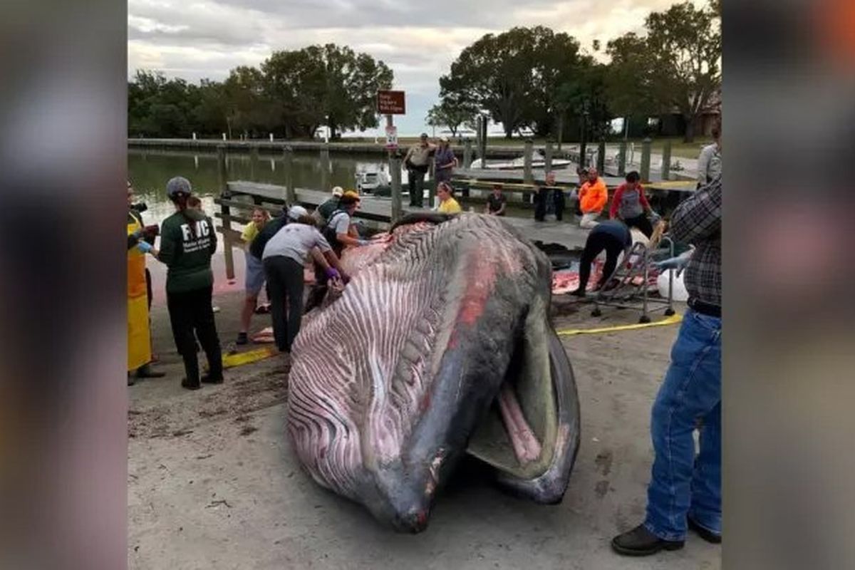 Peneliti menemukan, paus yang pernah terdampar di pantai Florida pada Januari 2019 merupakan spesies paus baru dan sangat terancam punah. Subspesies paus ini dinamai paus Rice.
