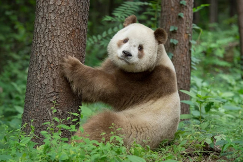 Mengapa Ada Panda Berwarna Coklat, Ini Alasannya