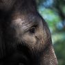 Gajah Sumatera Mati Setelah 3 Hari Dipasang Kalung GPS