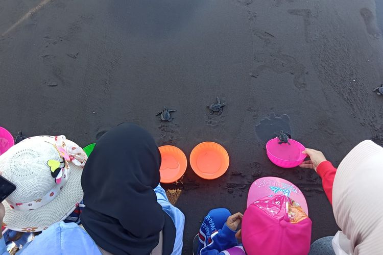 Pelepasliaran 99 tukik di Pantai Pulau Santen Banyuwangi 