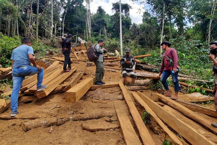 Polisi saat lakukan lacak balak tonggak kayu diduga hasil penebangan liar, Senin (29/8/2022).