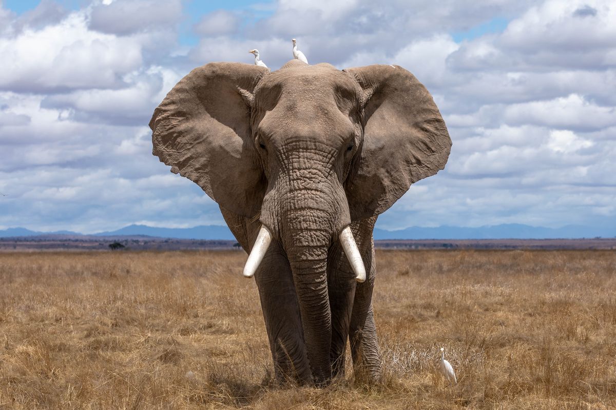 Mengapa Gajah Punya Telinga yang Sangat Besar? Ternyata Ini Fungsinya