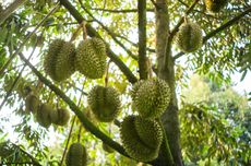 Bagaimana Cara Menanam Durian dari Biji? Begini Penjelasannya