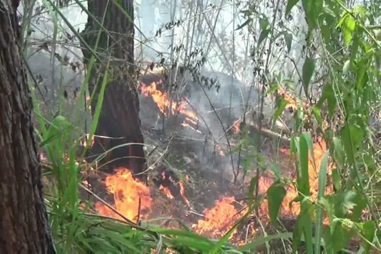 Kebakaran Hutan Tak Dijangkau Pemadam, Warga dan Petugas Berjibaku Padamkan Api Secara Manual