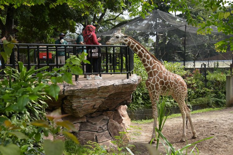 Pengunjung tengah memberikan makan kepada para seekor jerapah di Bandung Zoo.