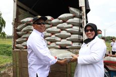Kampung Kacang Hijau Pituruh Berhasil Ekspor, Kementan dan Wabup Fasilitasi Mesin Canggih untuk Panen