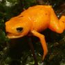 Spesies Baru Katak Labu, Bisa Bersinar di Bawah Sinar UV dan Beracun