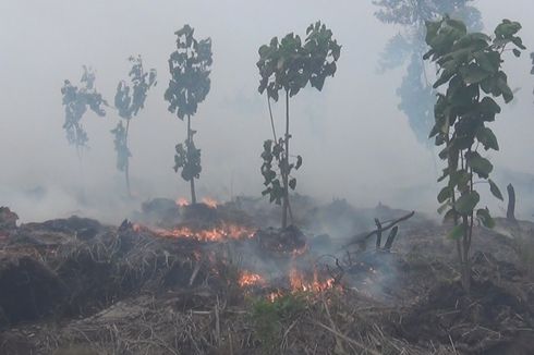 Kebakaran di Kebun Raya Sriwijaya, 10 Hektar Tanaman Langka Hangus